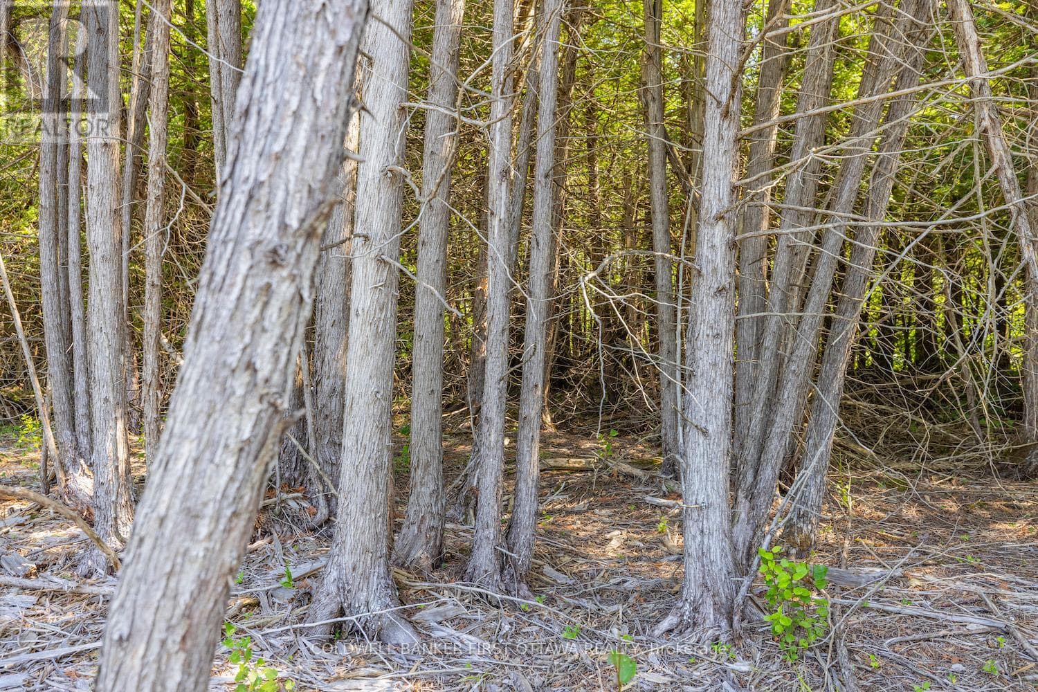 Vacant Land at 0 Forbes Road, North Grenville, Ontario - Photo 8 - RE/MAX Garden City Realty